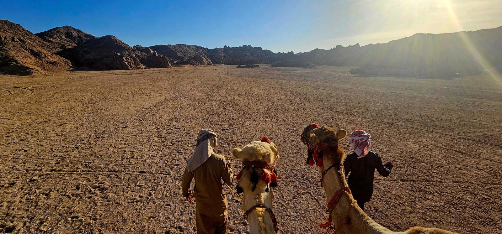Camel riding at the bedouin village