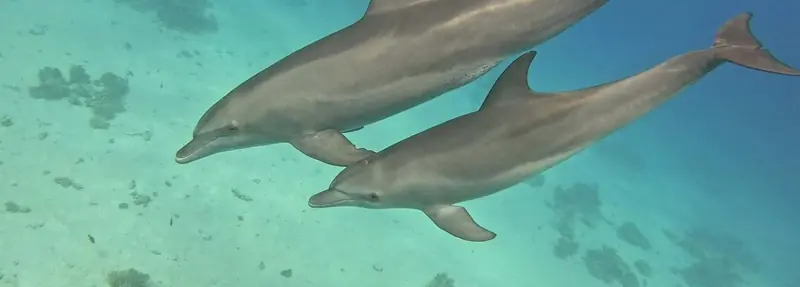 VIP Dolphin Tour at Sha'ab El Erg Hurghada