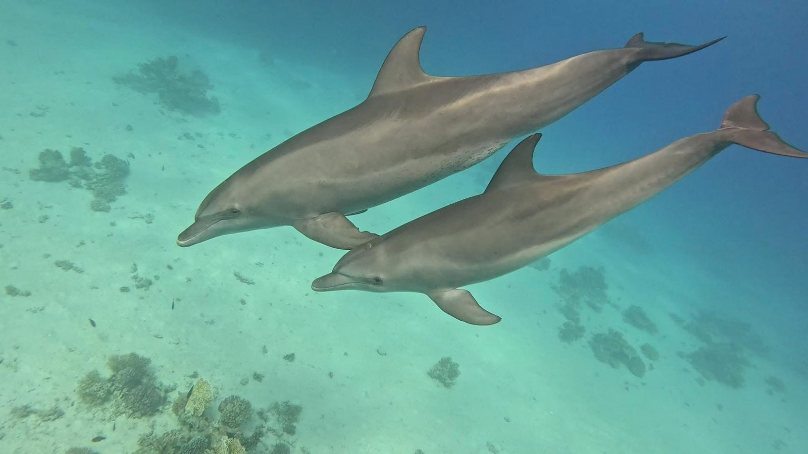 VIP Dolphin House snorkeling excursion Hurghada – swim with wild dolphins Red Sea 99% sighting guarantee