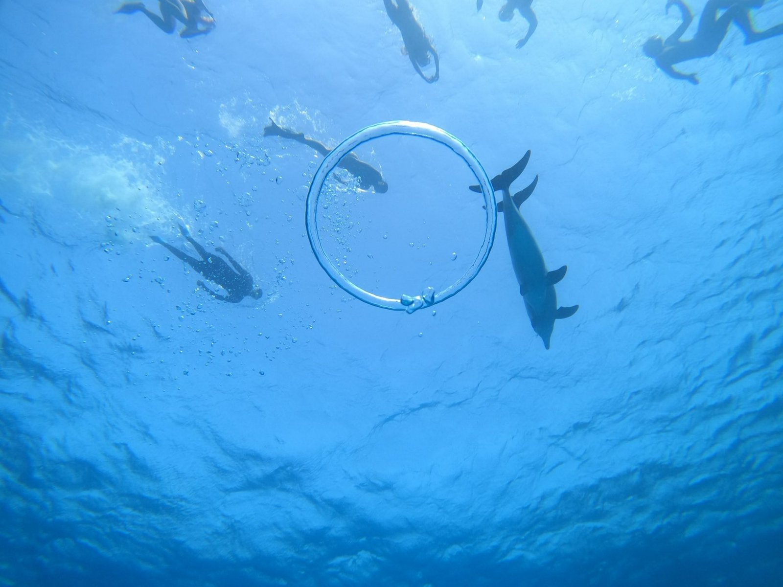 Swimmers with wild dolphins Red Sea underwater